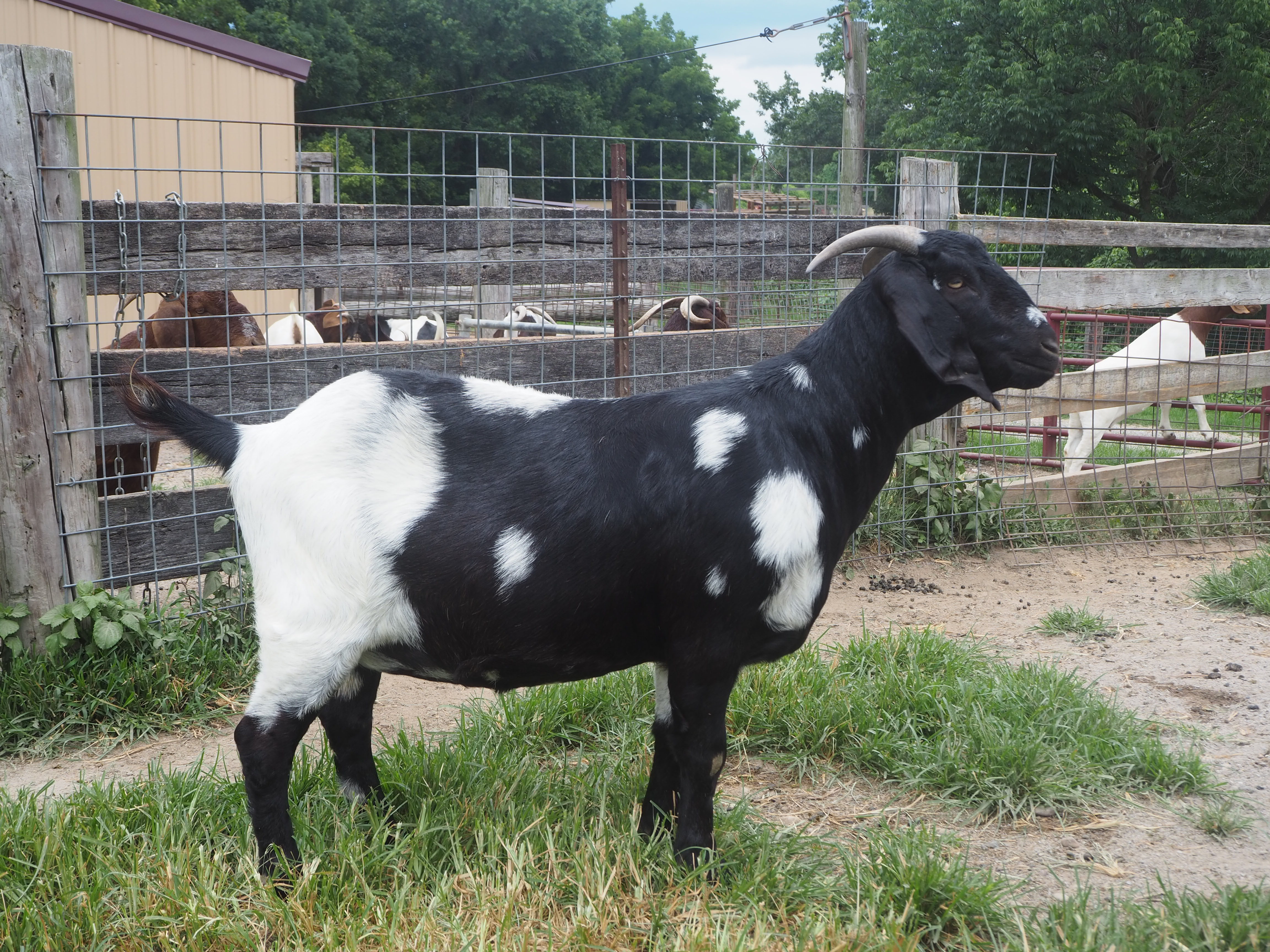 ABGA doe boer goat