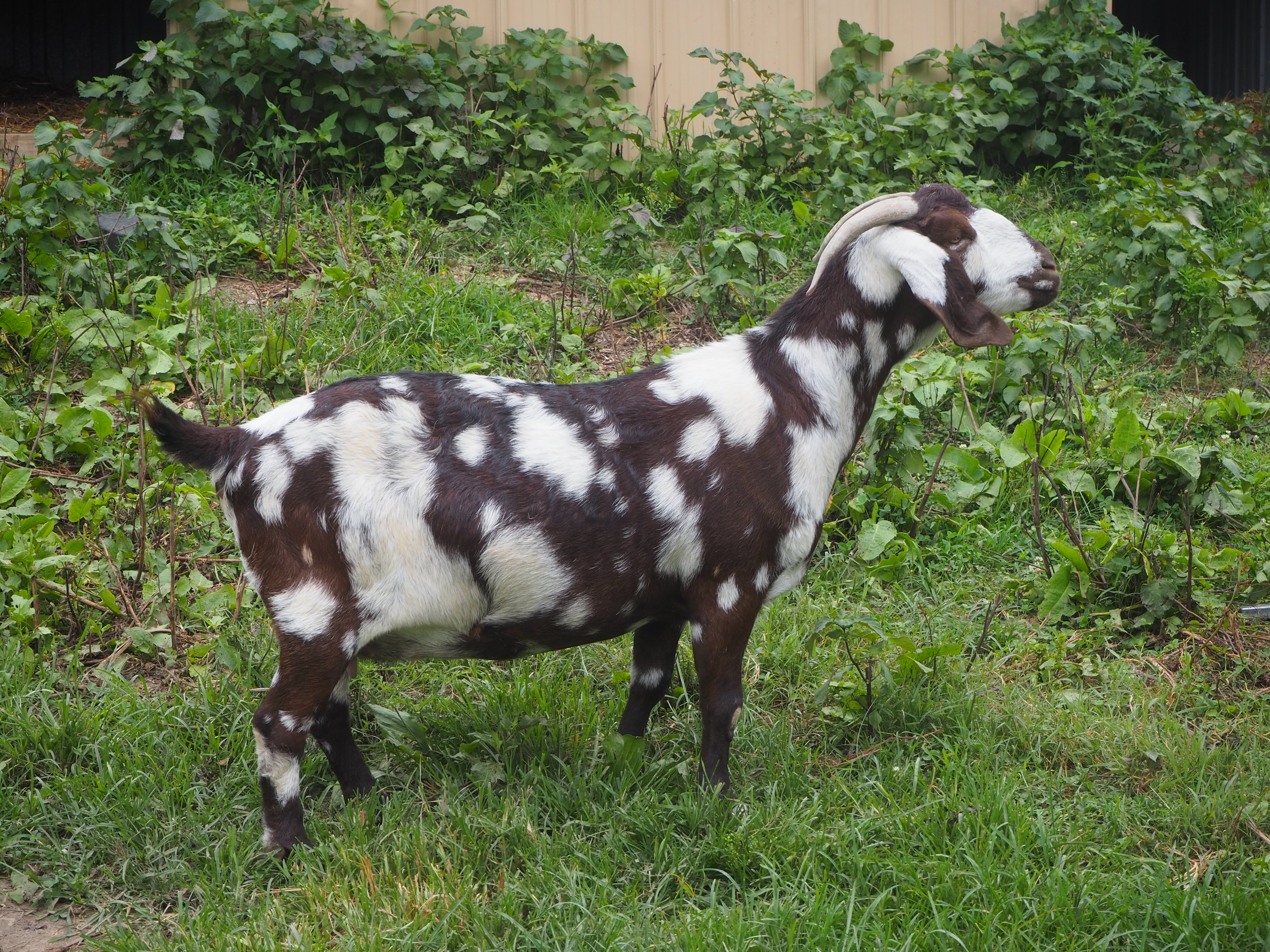 ABGa doe boer goat