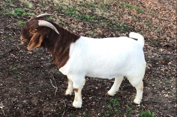 Buck Traditional Boer Goat ABGA Boer goat