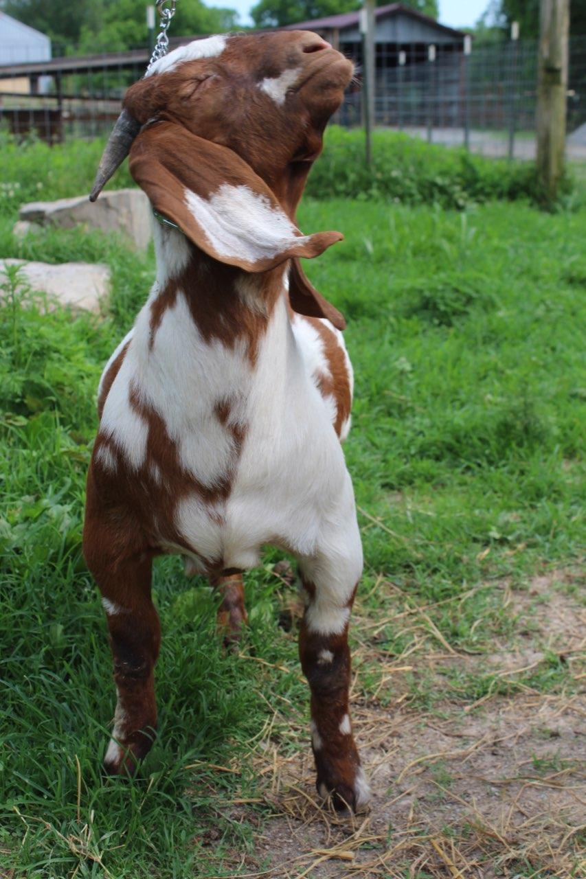Buck Red Dappled. Buck Red Dappled